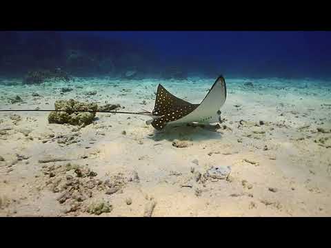 普吉島3次潛水體驗（PADI五星級潛水中心）