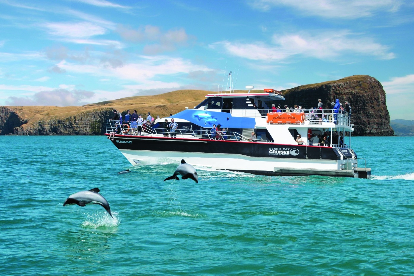 Akaroa Swimming with Dolphin