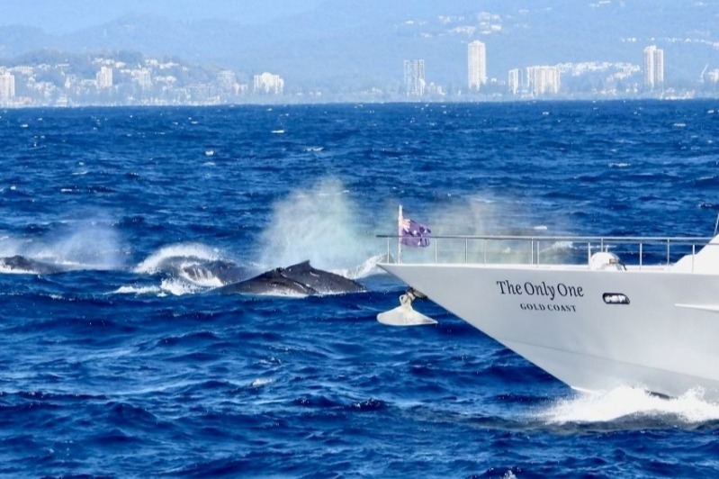 Whale Watching on Luxury Superyacht in Gold Coast