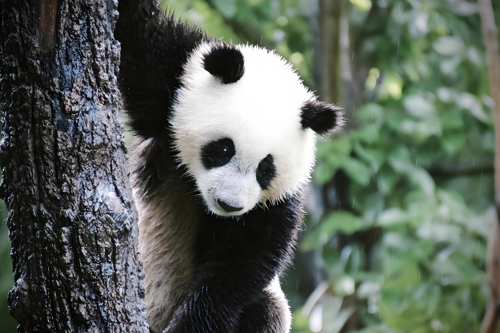 Visit Beijing, watch Peking Opera, eat roast duck, see giant pandas, and taste special food attractions