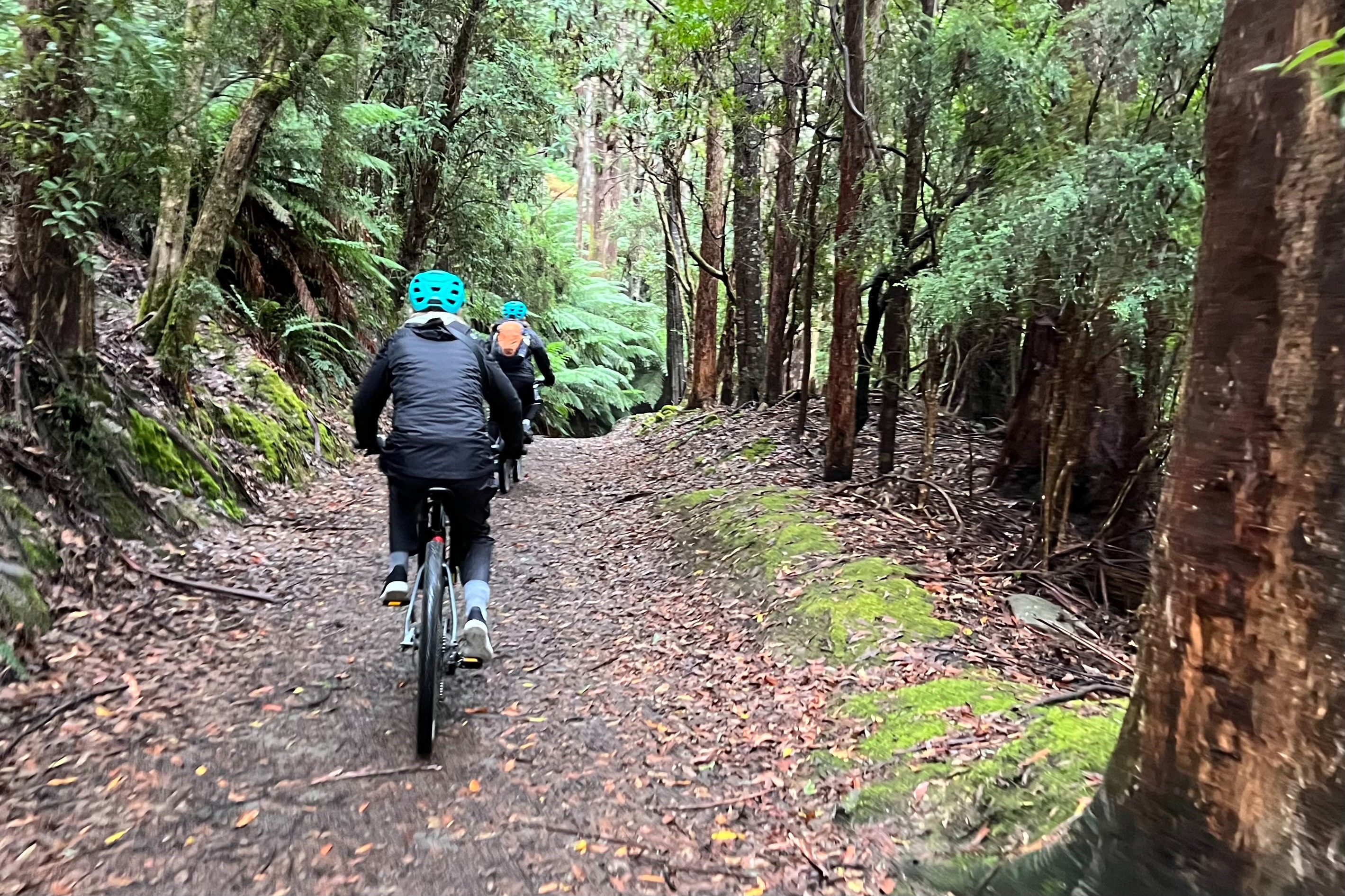 惠靈頓山 & 熱帶雨林自行車騎行之旅