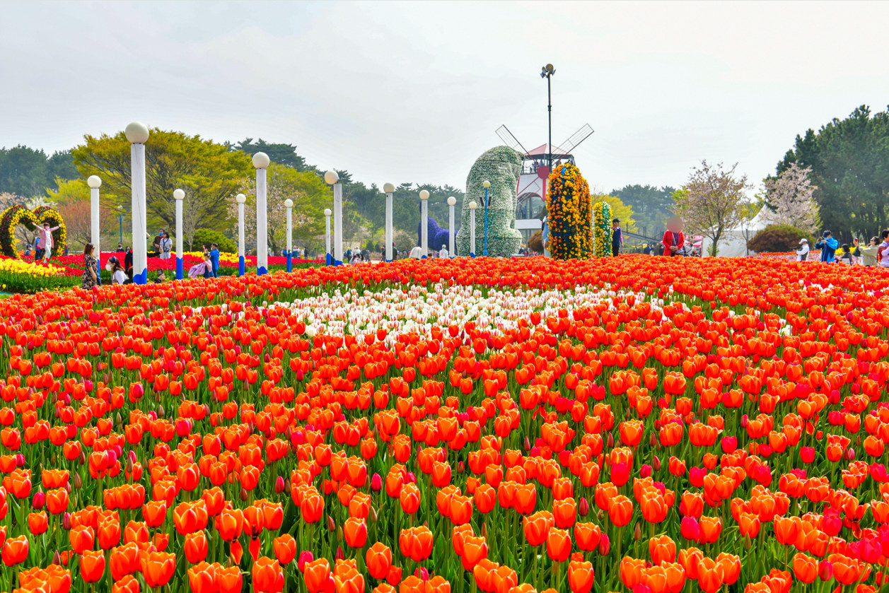 忠清南道泰安花卉公園（鬱金香 & 櫻花節）體驗