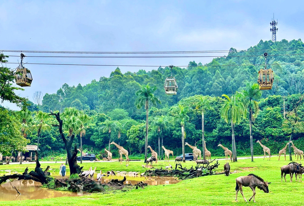 Guangzhou Chimelong Safari Park Day Trip | Private Car Pick-up and Drop-off + Safari Park Tickets