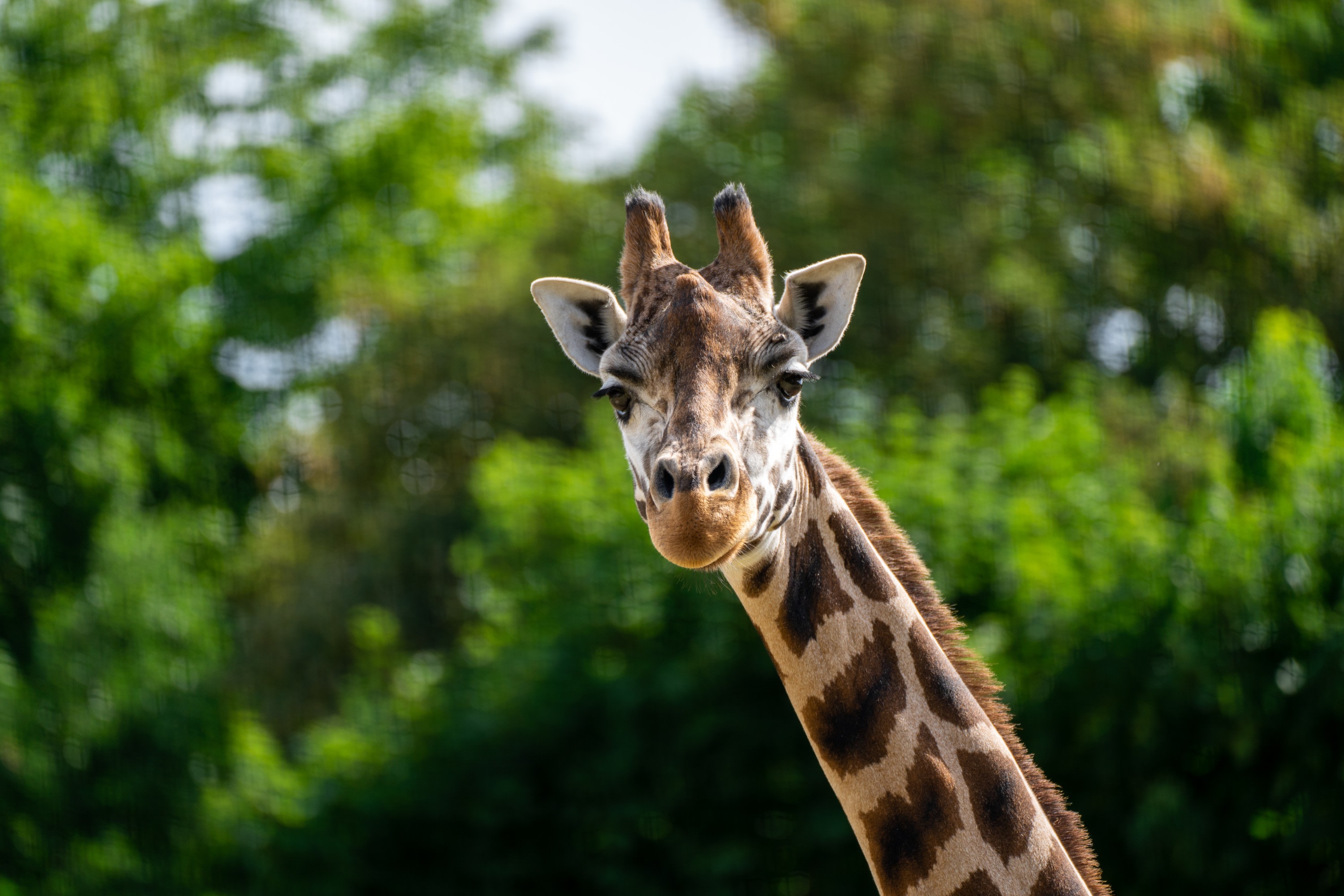 造訪布拉格動物園,與長頸鹿及來自世界各地的多樣野生動物近距離接觸。 造訪布拉格動物園,與長頸鹿及來自世界各地的多樣野生動物近距離接觸。