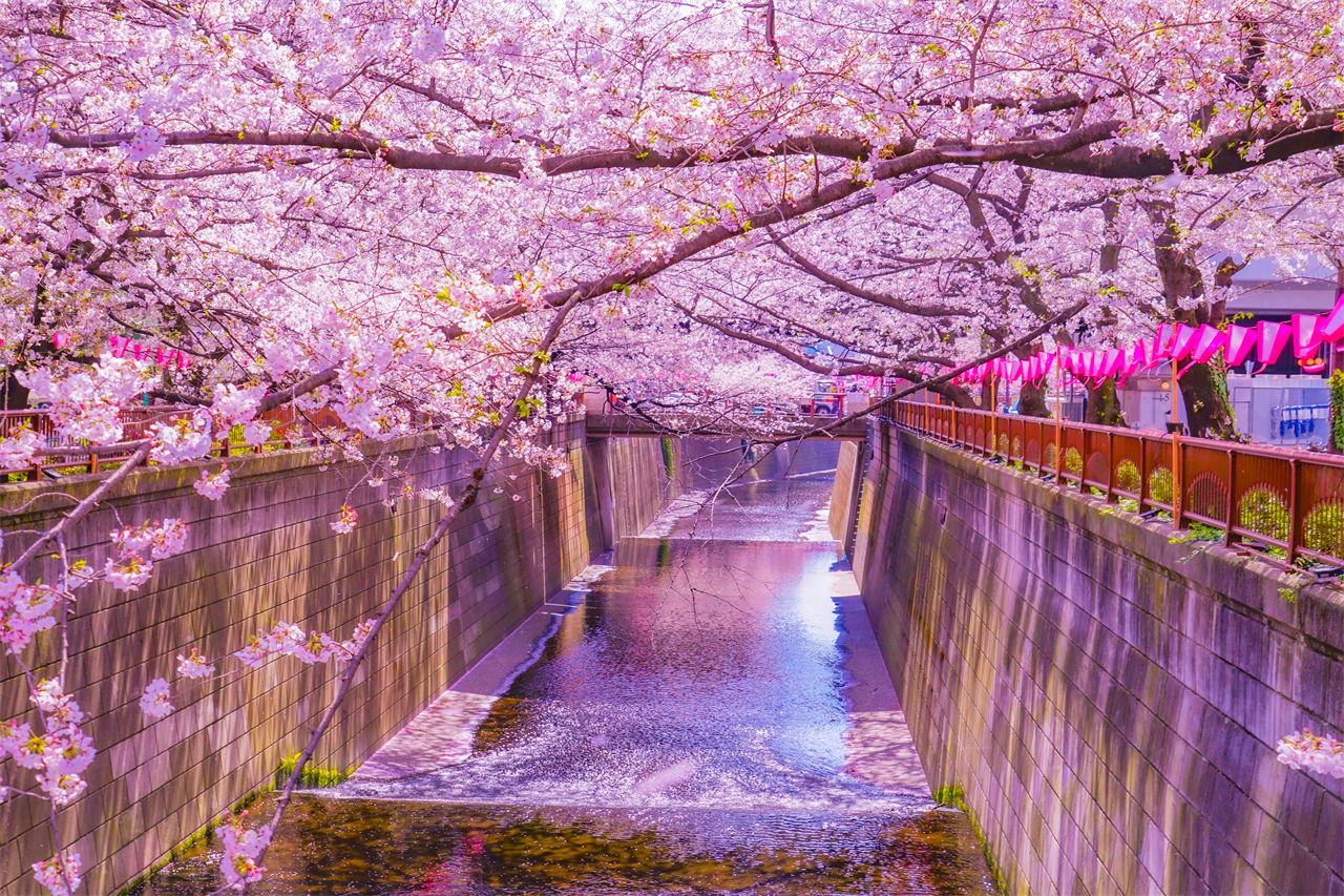 櫻花季限定｜花香櫻韻東京賞櫻名所一日遊