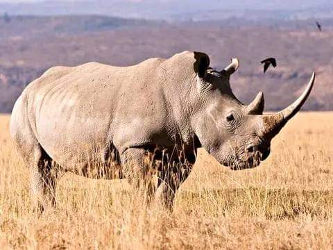 難忘的肯尼亞9天遊獵之旅：安博塞利、納庫魯和馬賽馬拉