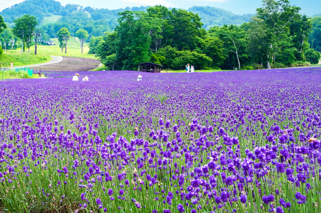 國營常陸海濱公園 & 足利花卉公園之旅（東京出發）