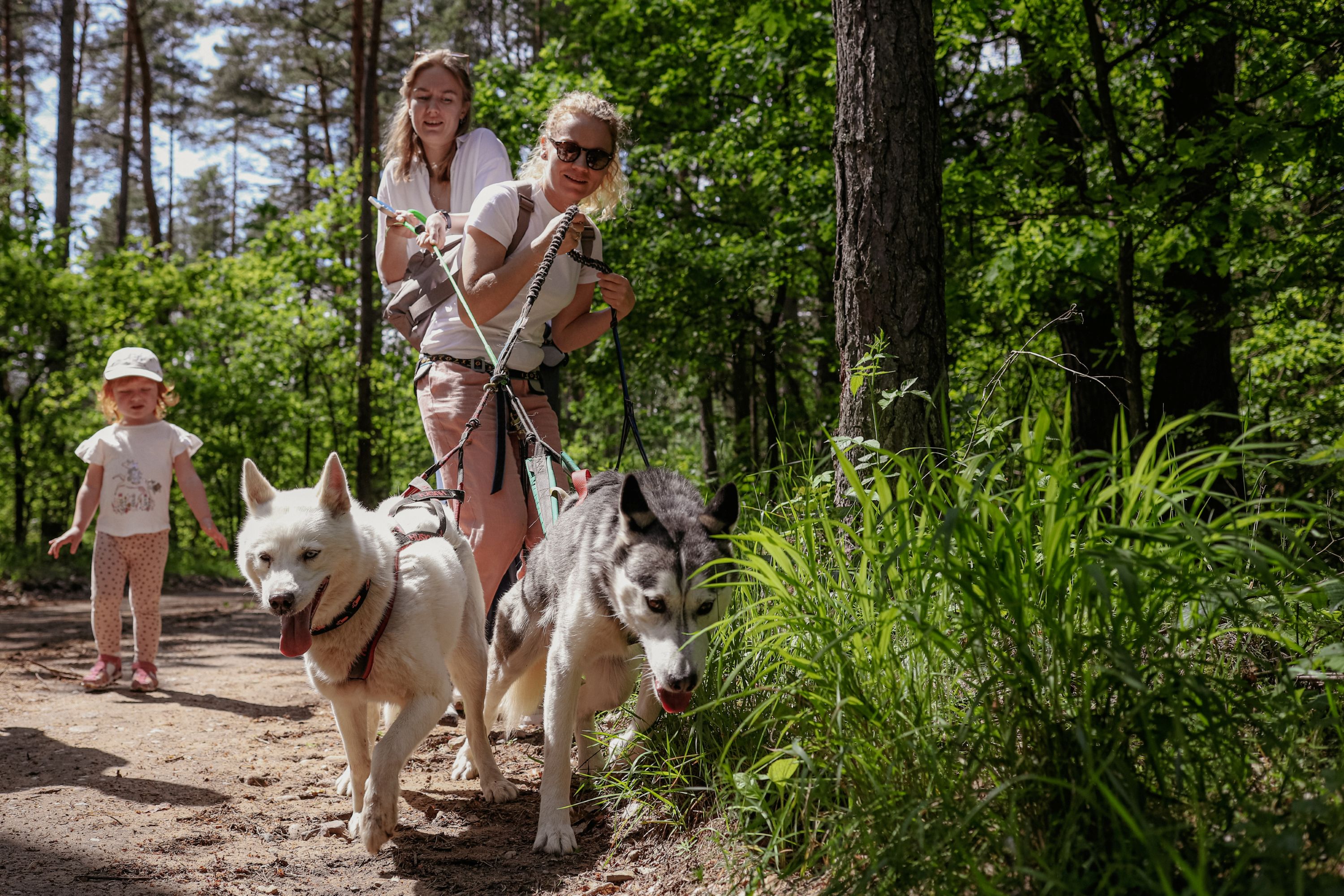 Dog Trekking