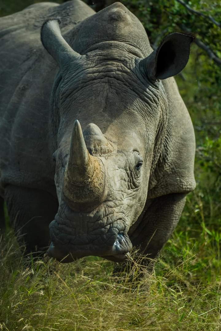 2 Days Lake Nakuru &amp; Lake Naivasha Safari