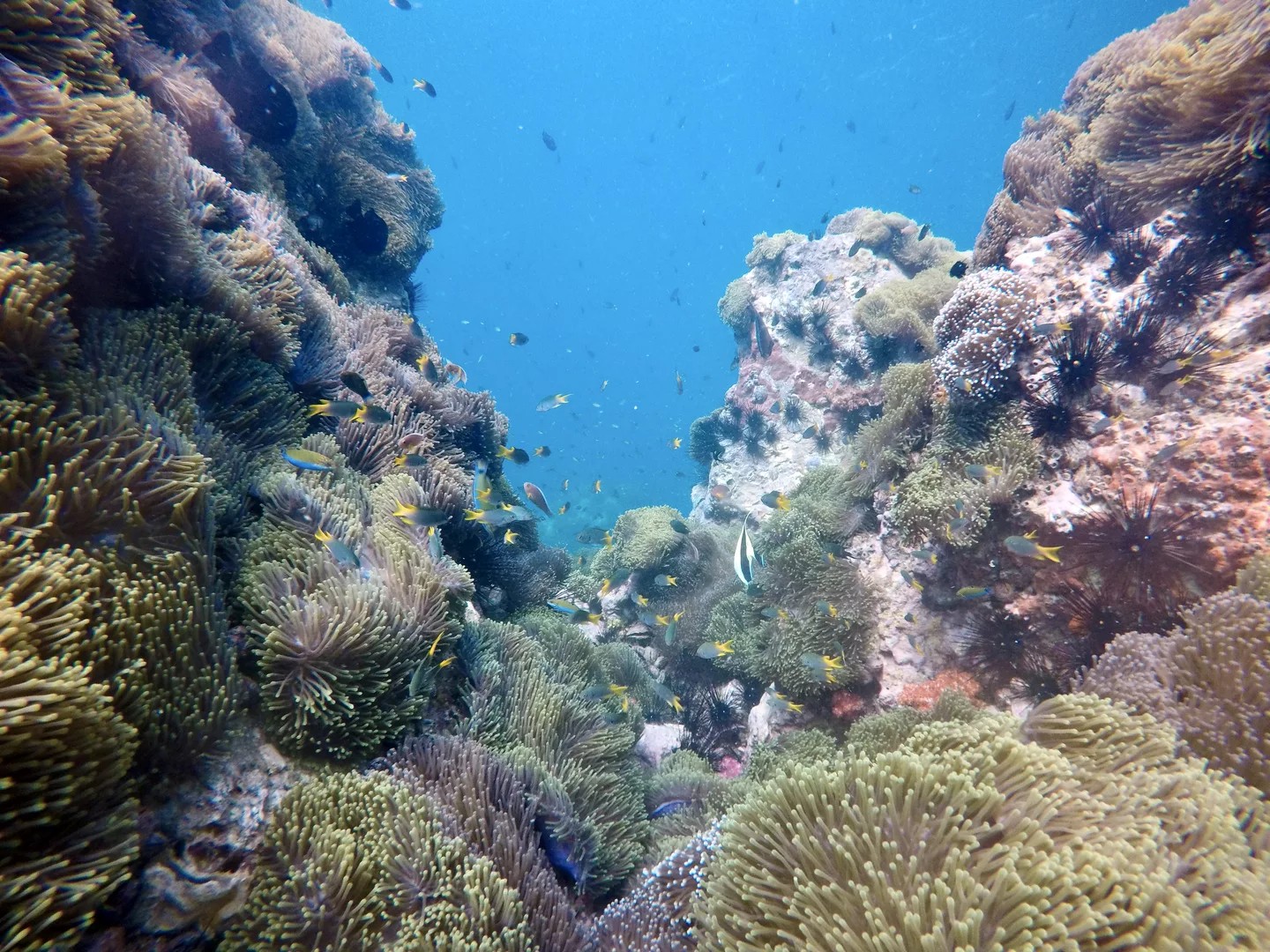 PADI 五星級潛水中心高級潛水之旅