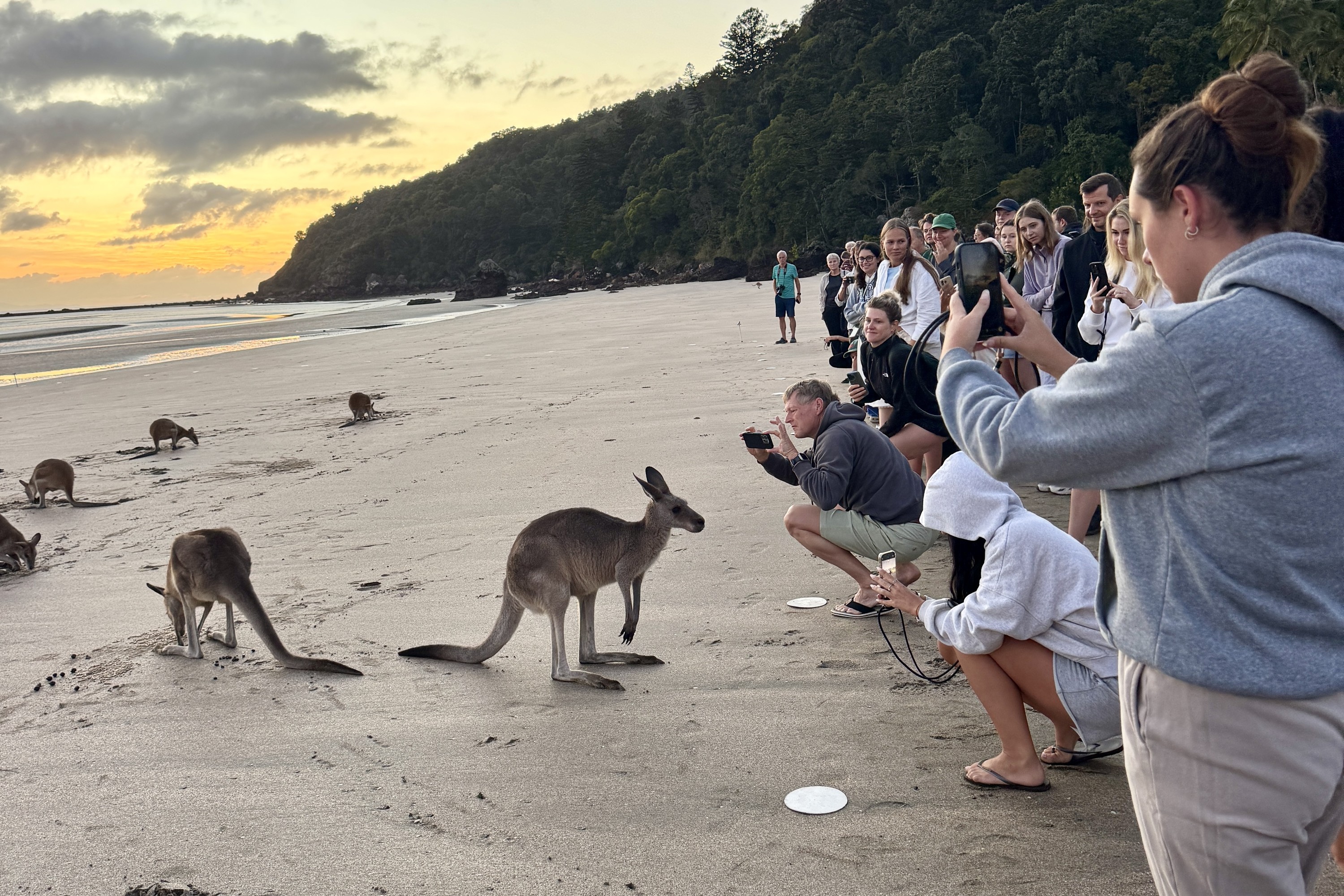 Eco Sunrise Kangaroos & Drovers Breakfast Experience