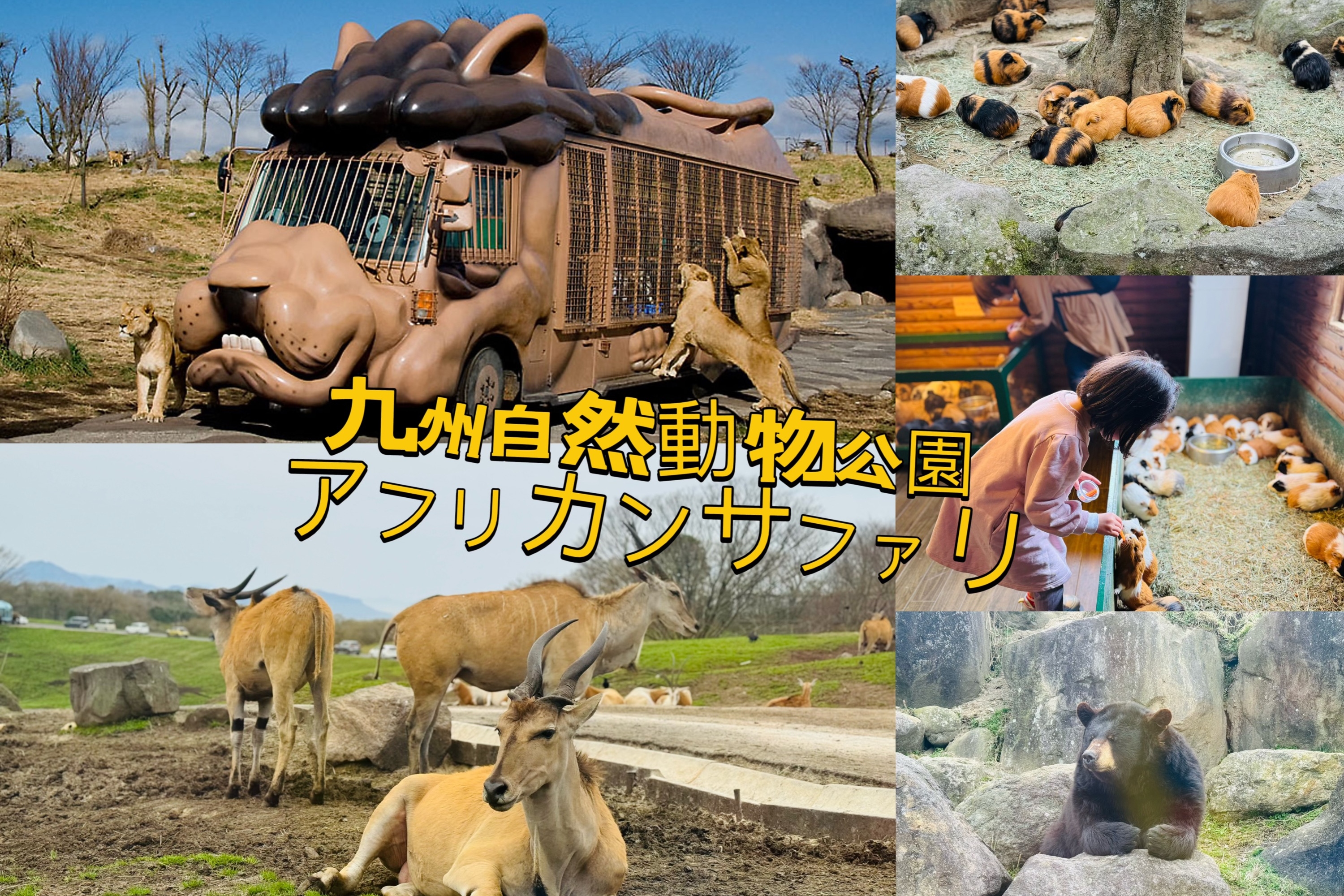 大分｜九州自然動物公園＆湯布院一日遊｜福岡出發