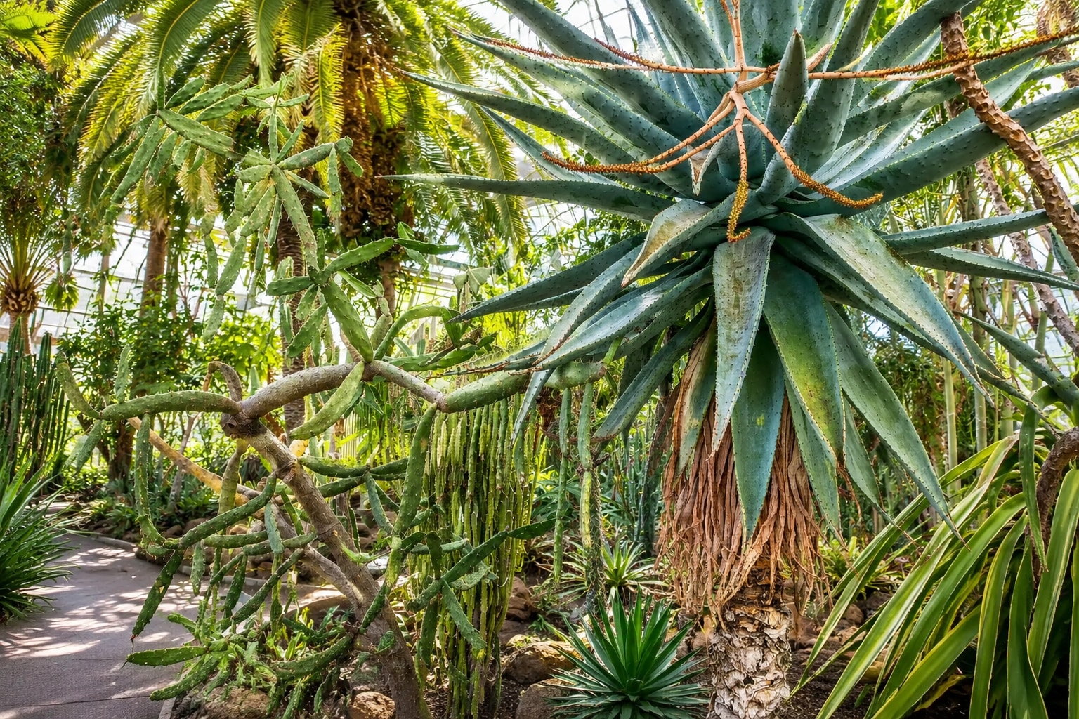 函館熱帶植物園展示了約300個品種的 3,000 株植物。一年四季都能在函館市熱帶植物園的名勝 函館熱帶植物園展示了約300個品種的 3,000 株植物。一年四季都能在函館市熱帶植物園的名勝
