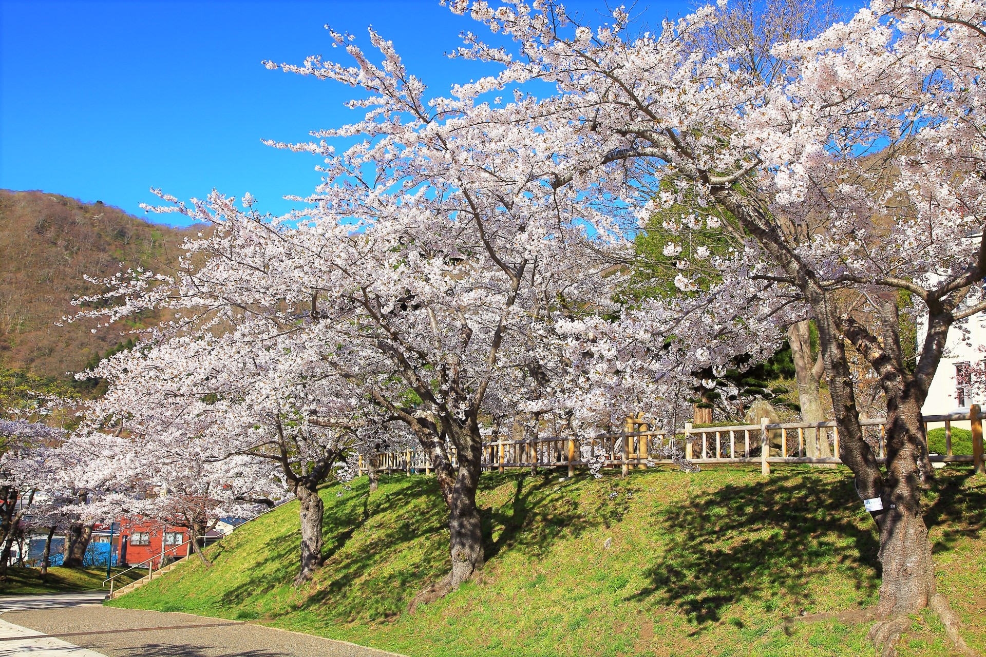 北海道函館2天1夜賞櫻巴士之旅（札幌出發）