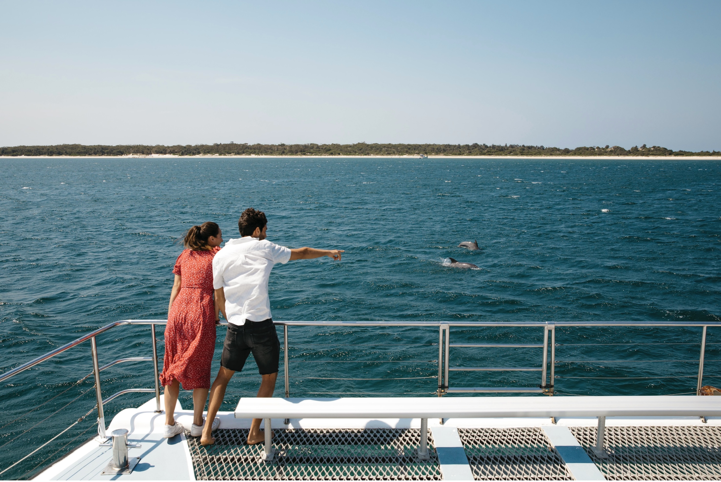 Witness resident dolphins in the ocean from your cruise 
Photo Credit: Destination NSW