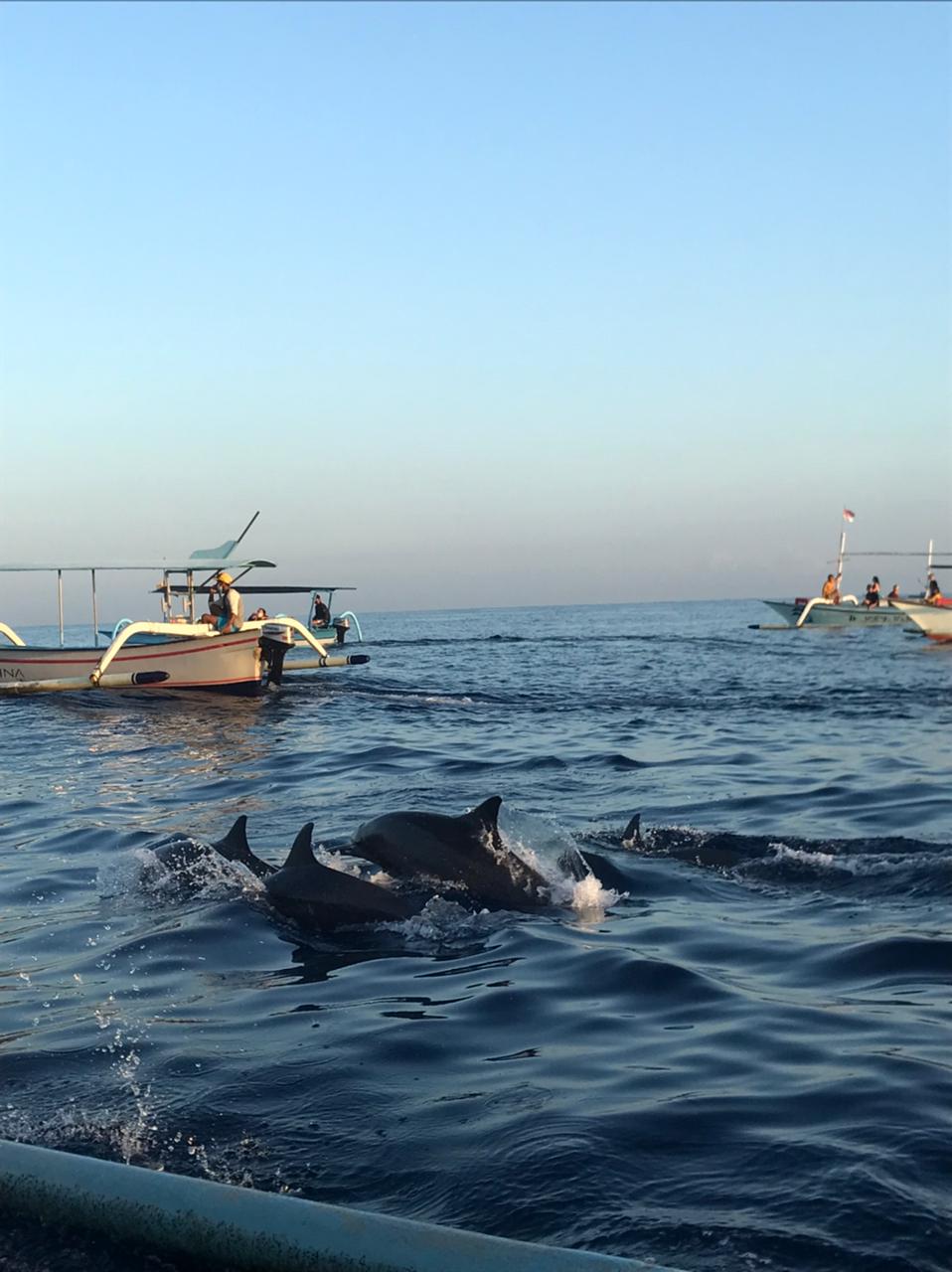 Lovina Dolphin Watching and Snorkeling in Bali