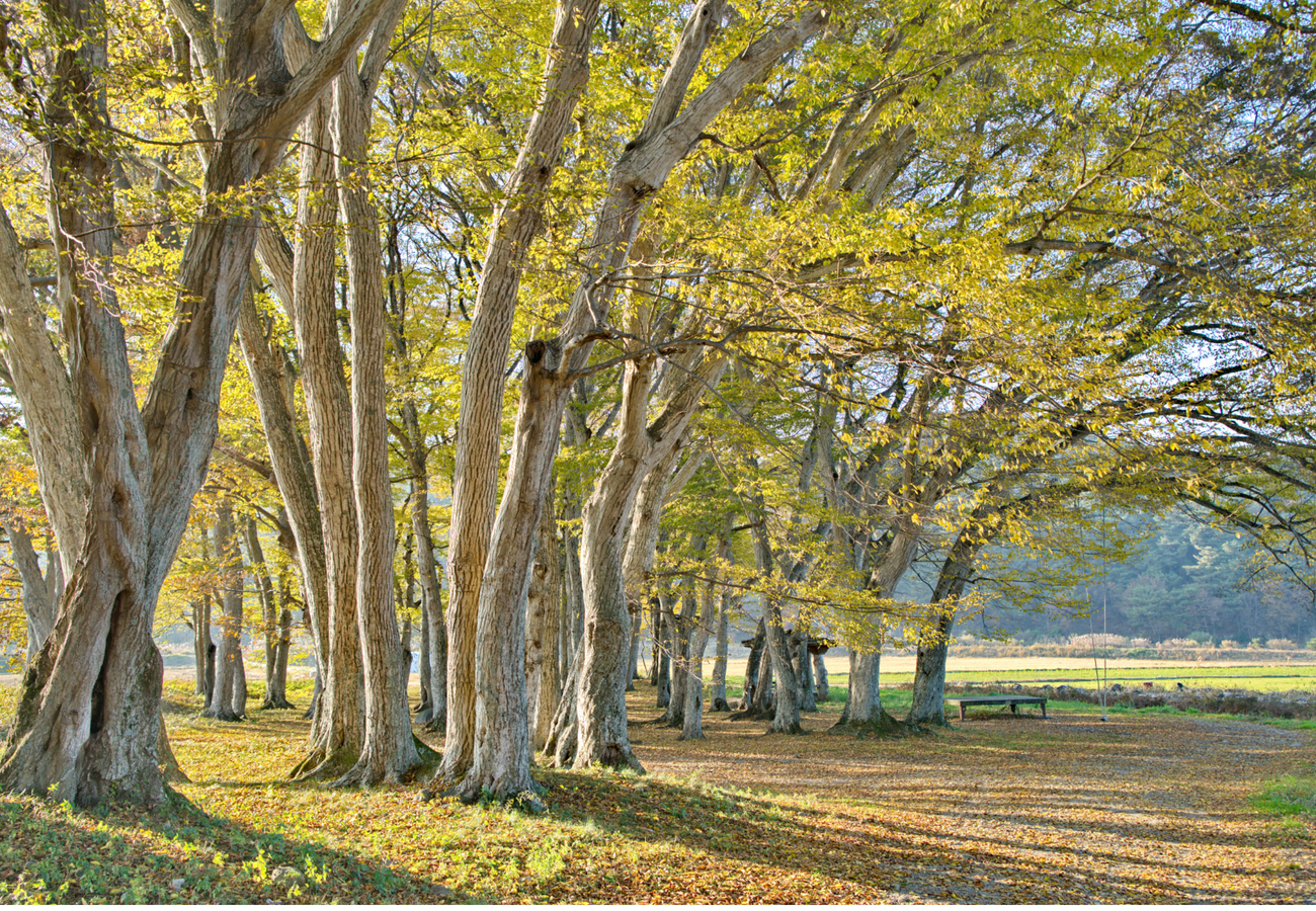 Haengjeongri hornbeam trees/Neulpine