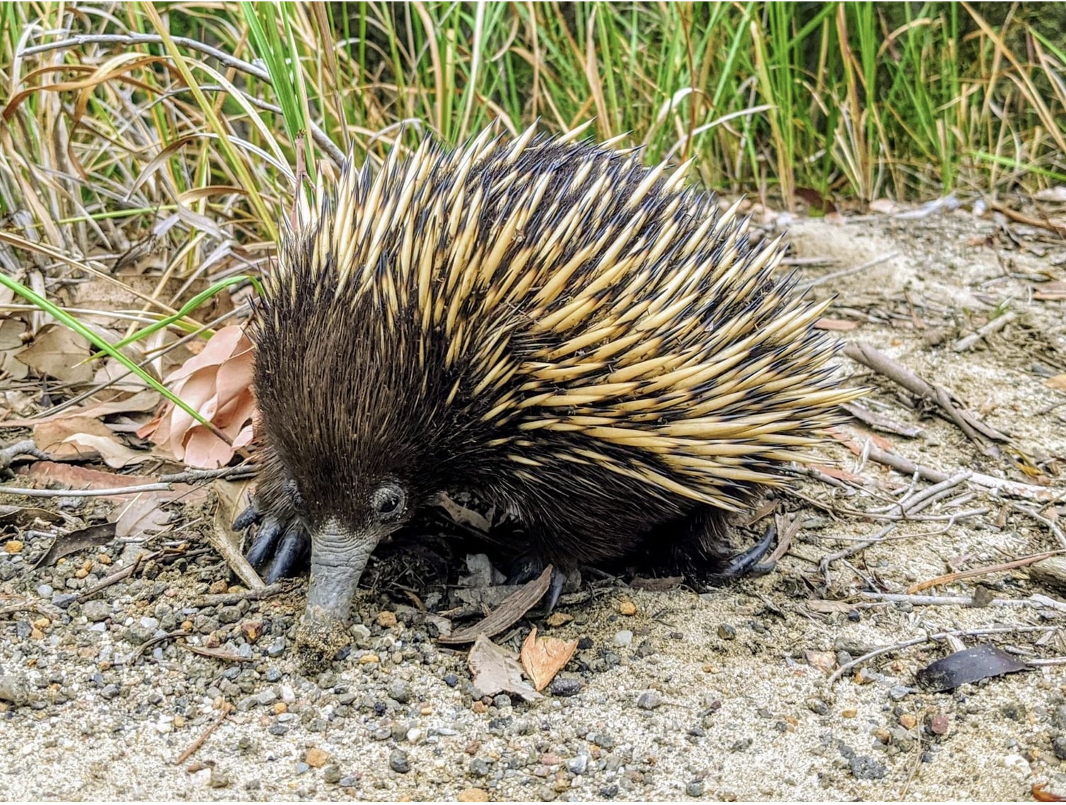 echidna