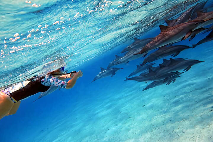 薩塔亞海豚屋過夜之旅 (Port ghalib : Sataya Dolphin House Overnight)