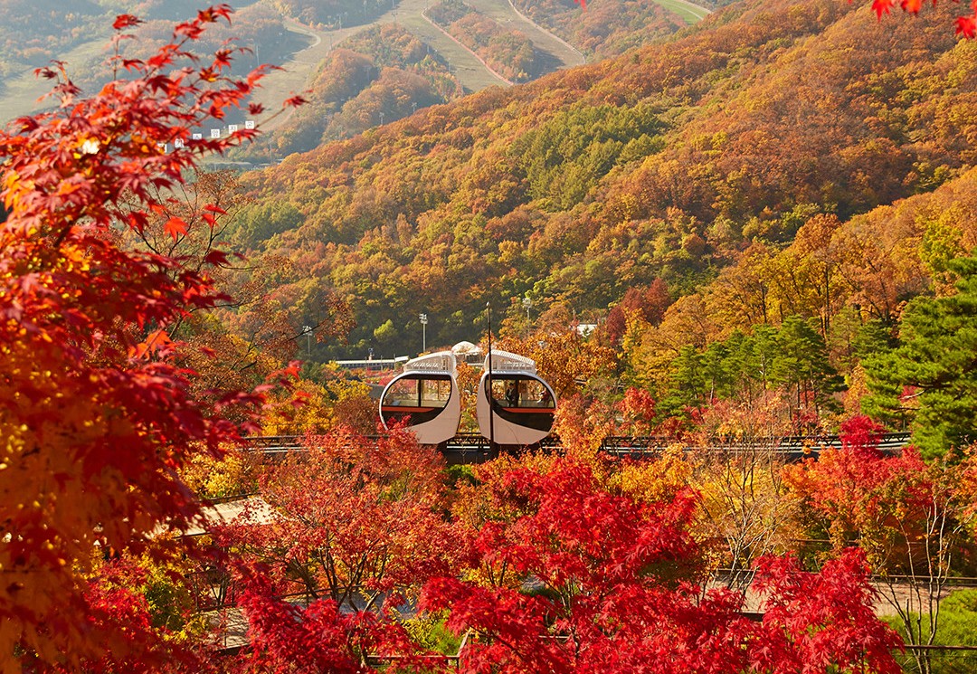 [One-day Tour] Seoul Car Charter to Hwadam Forest / Korean Folk Village / Gwangmyeong Cave / Ludensia / Suwon Hwaseong Fortress / Suwon Starfield Library