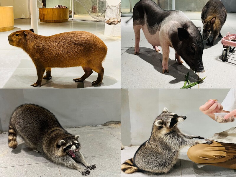 Lollypet萌寵樂園（萌寵來自深圳野生動物園）