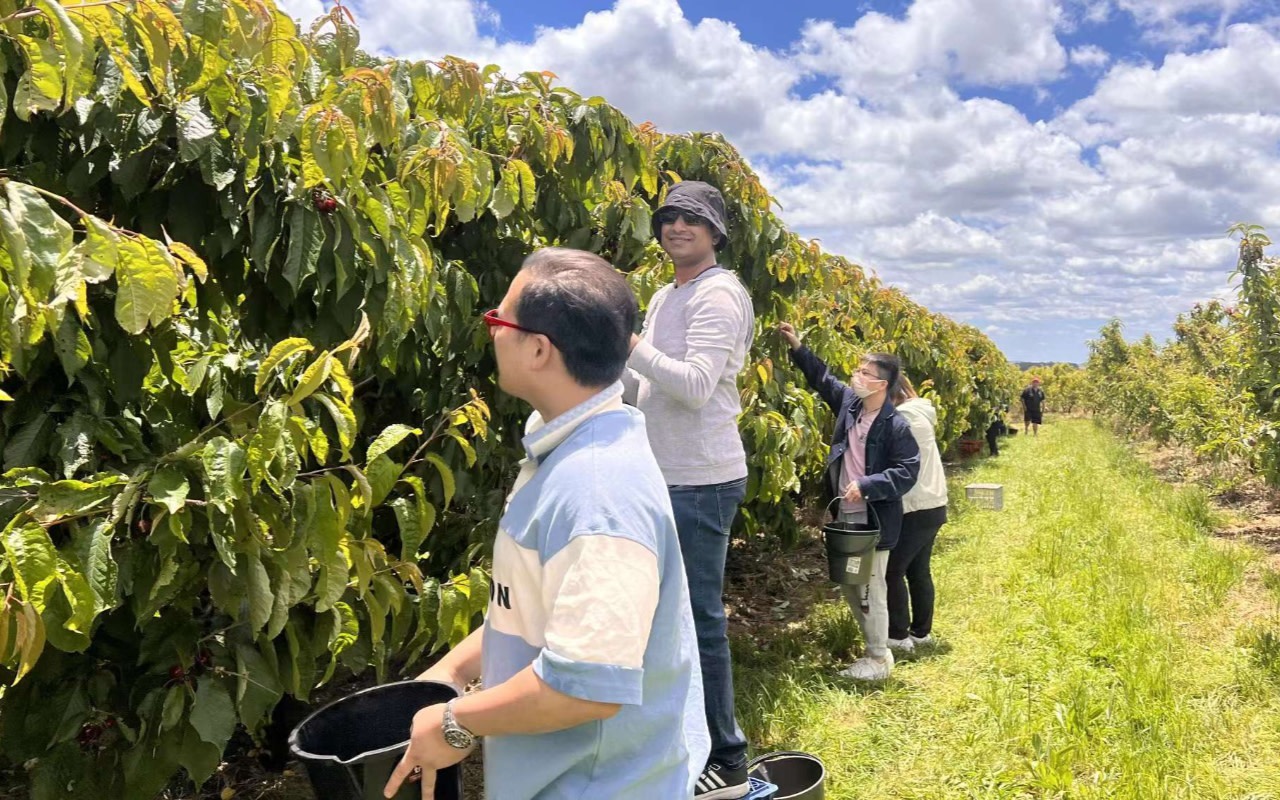 Blue Mountains and Orange full-day cherry picking tour from Sydney