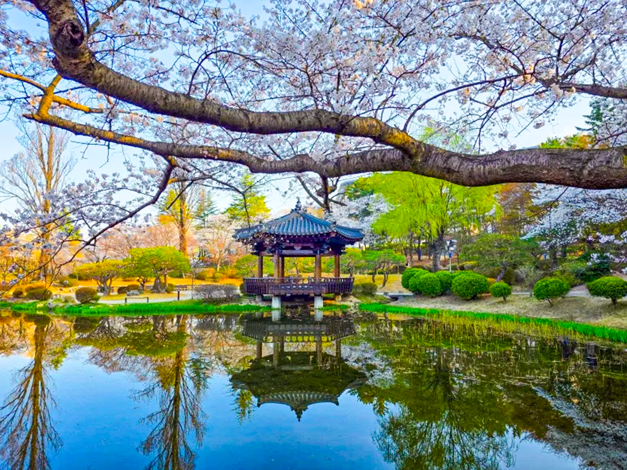 在普門亭池畔放鬆身心,櫻花柔和地倒映在平靜的湖面上。 在普門亭池畔放鬆身心,櫻花柔和地倒映在平靜的湖面上。