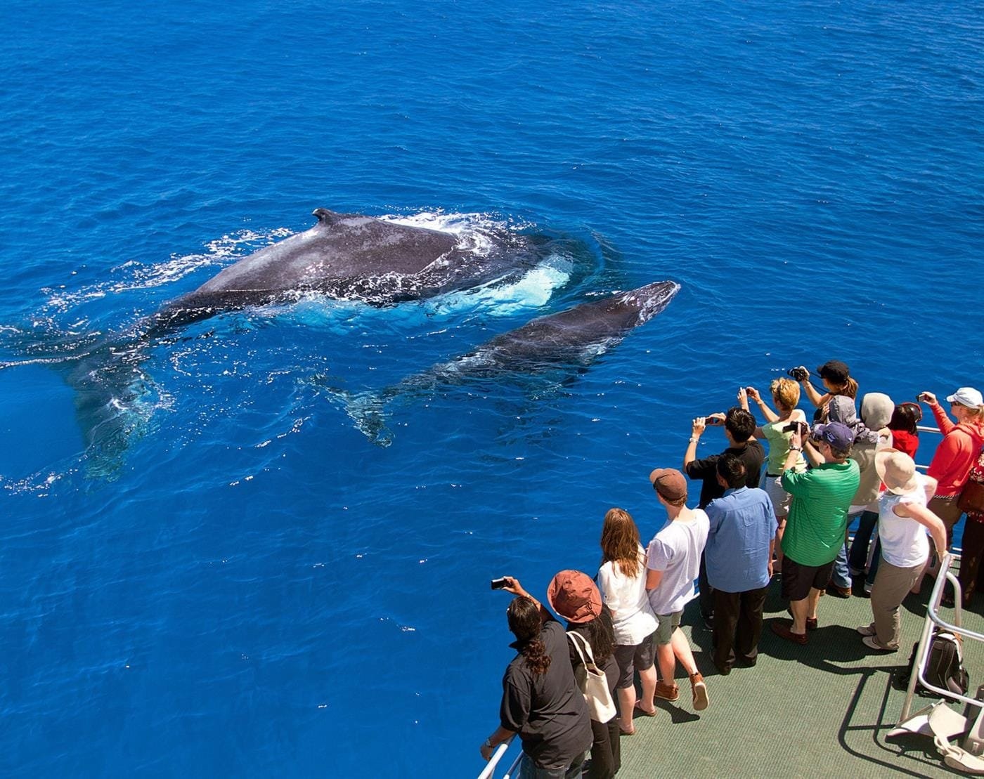 Whaling Adventure, Cayo Levantado and Paradise Tropical in Samaná 