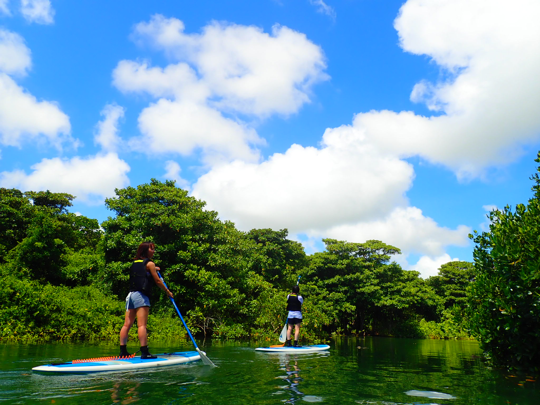 [Ishigaki Island/Half-day] Natural Monument Mangrove Forest Choose from SUP/Canoe (Okinawa)