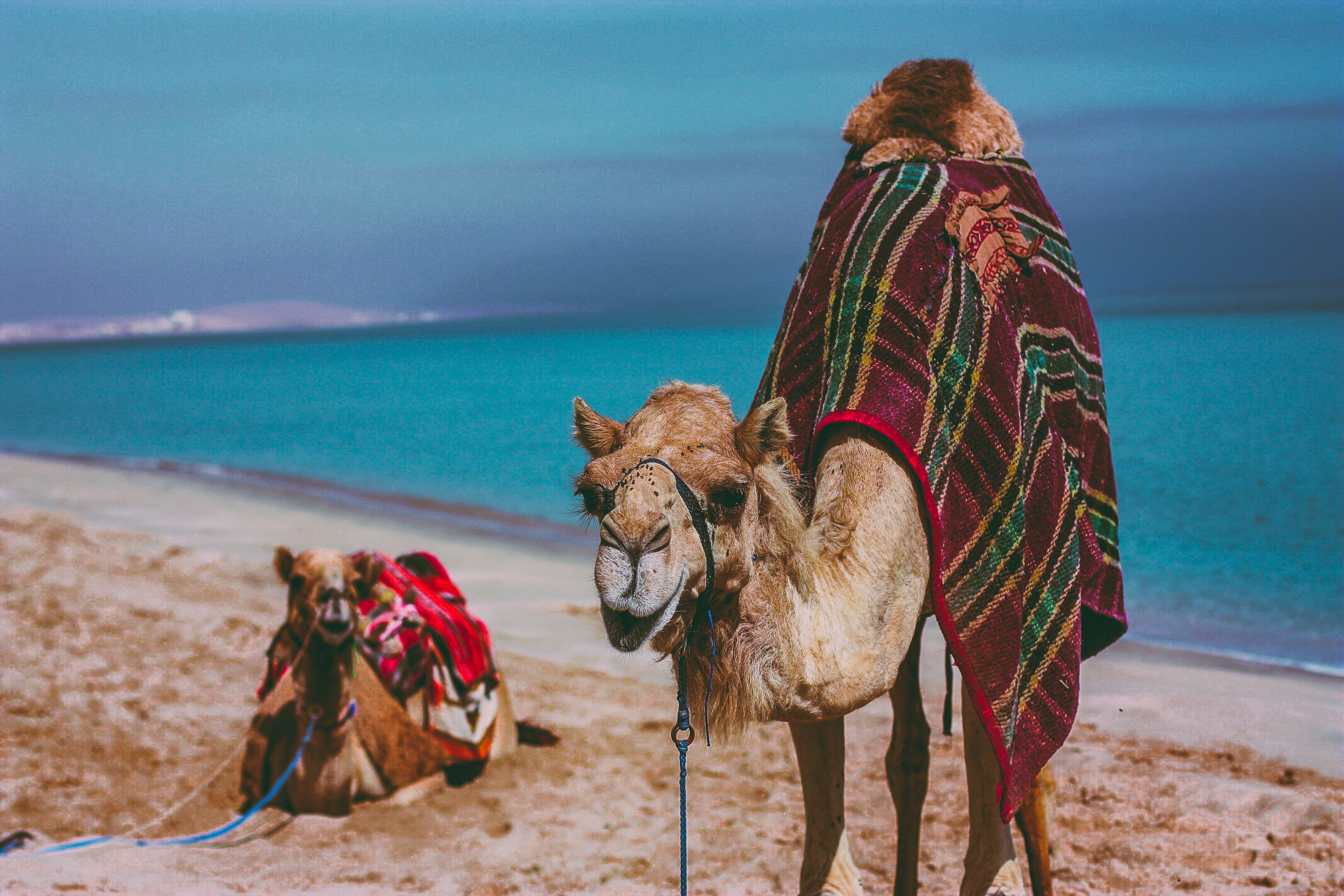  Doha Desert Safari: Thrilling Adventures in the Heart of the Dunes
