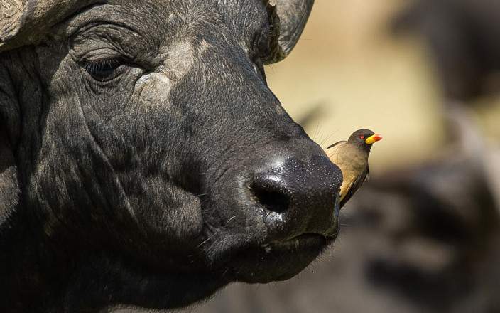 7-Day Kenya Safari: Masai Mara, Amboseli & Scenic Lakes