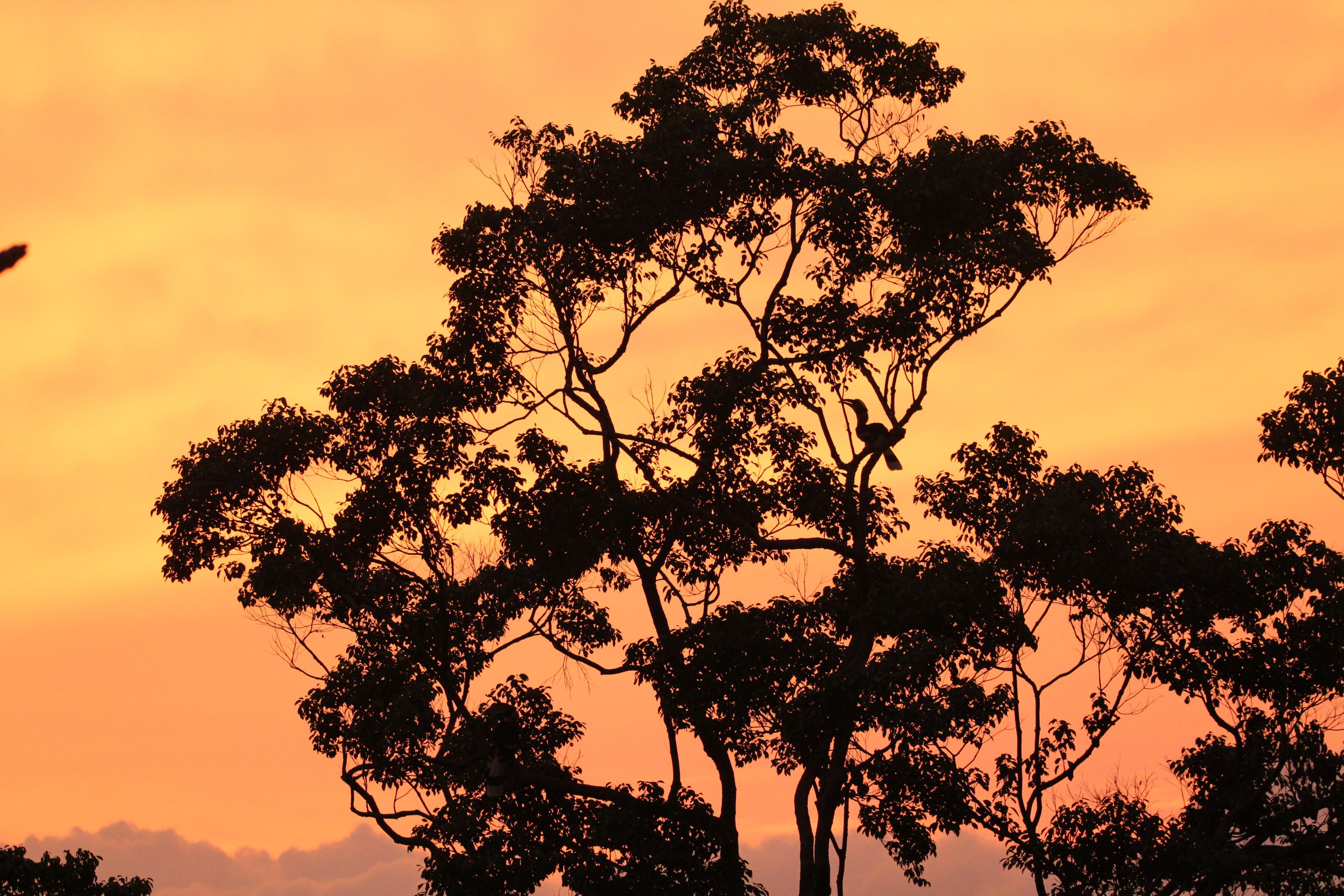 A golden sunset, the call of a hornbill, nature’s perfect harmony.