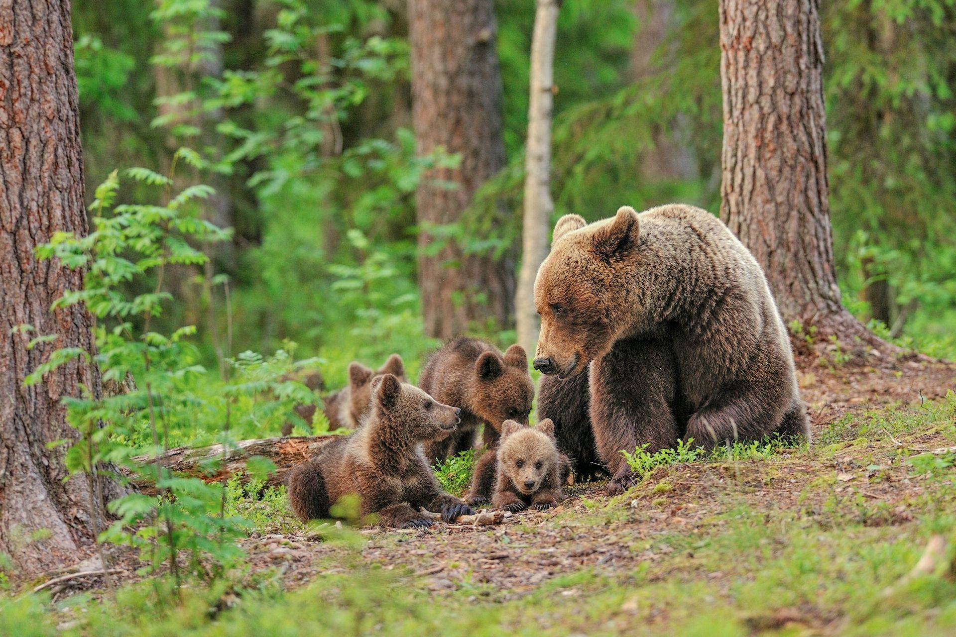 Bear Watching Evening Experience