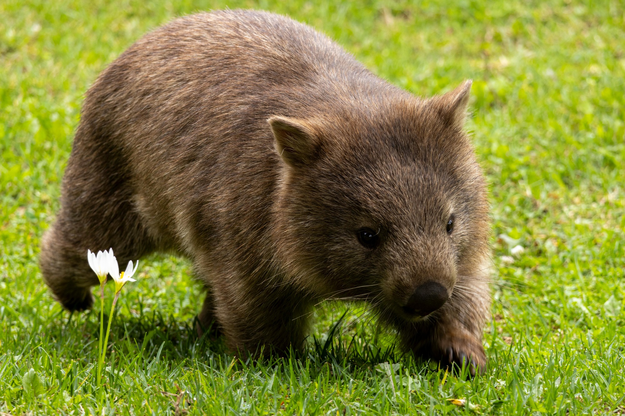 Australian Wildlife, Blue Mountains & Scenic World Private Tour