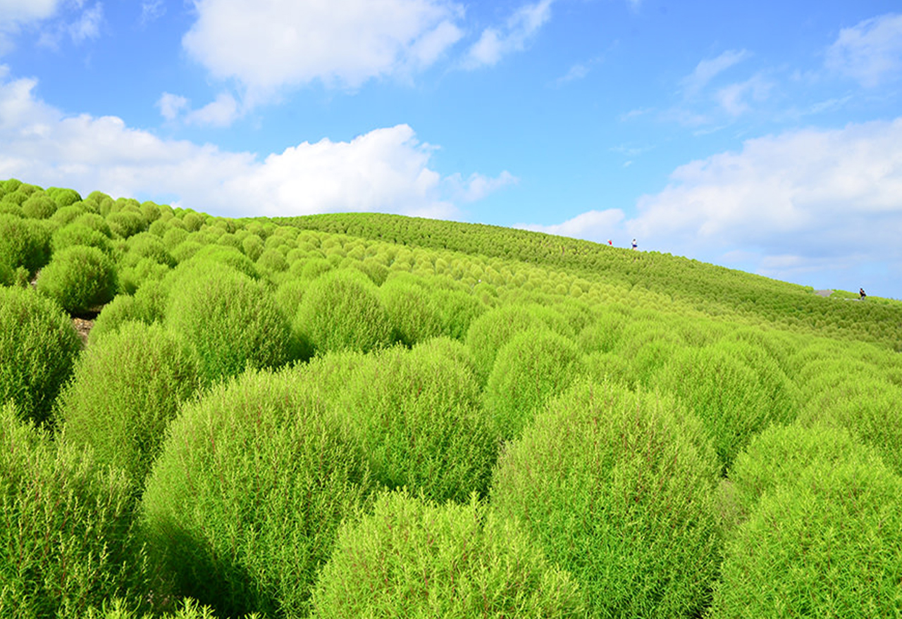 Broom grass green