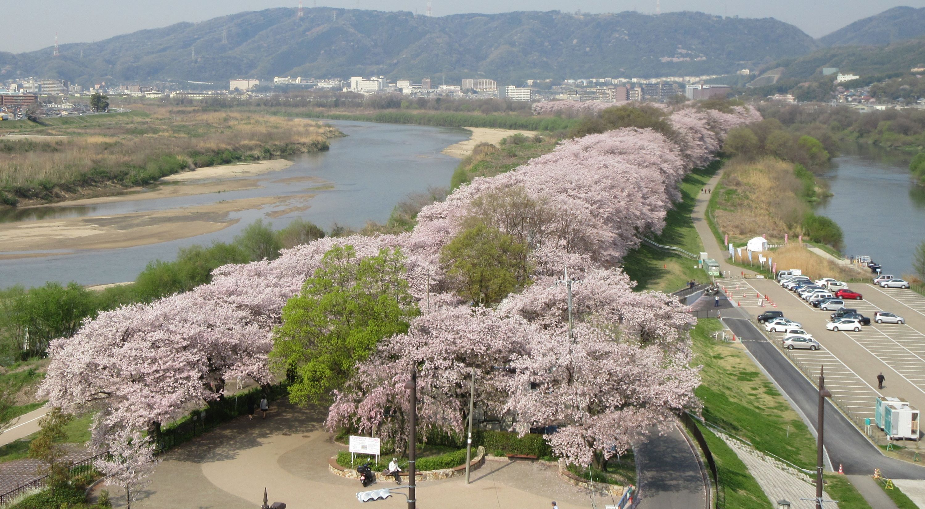 期間限定 淀川背割堤樱花祭  | 漫步1.4km櫻花隧道・宇治・勝尾寺・箕面大瀑布 