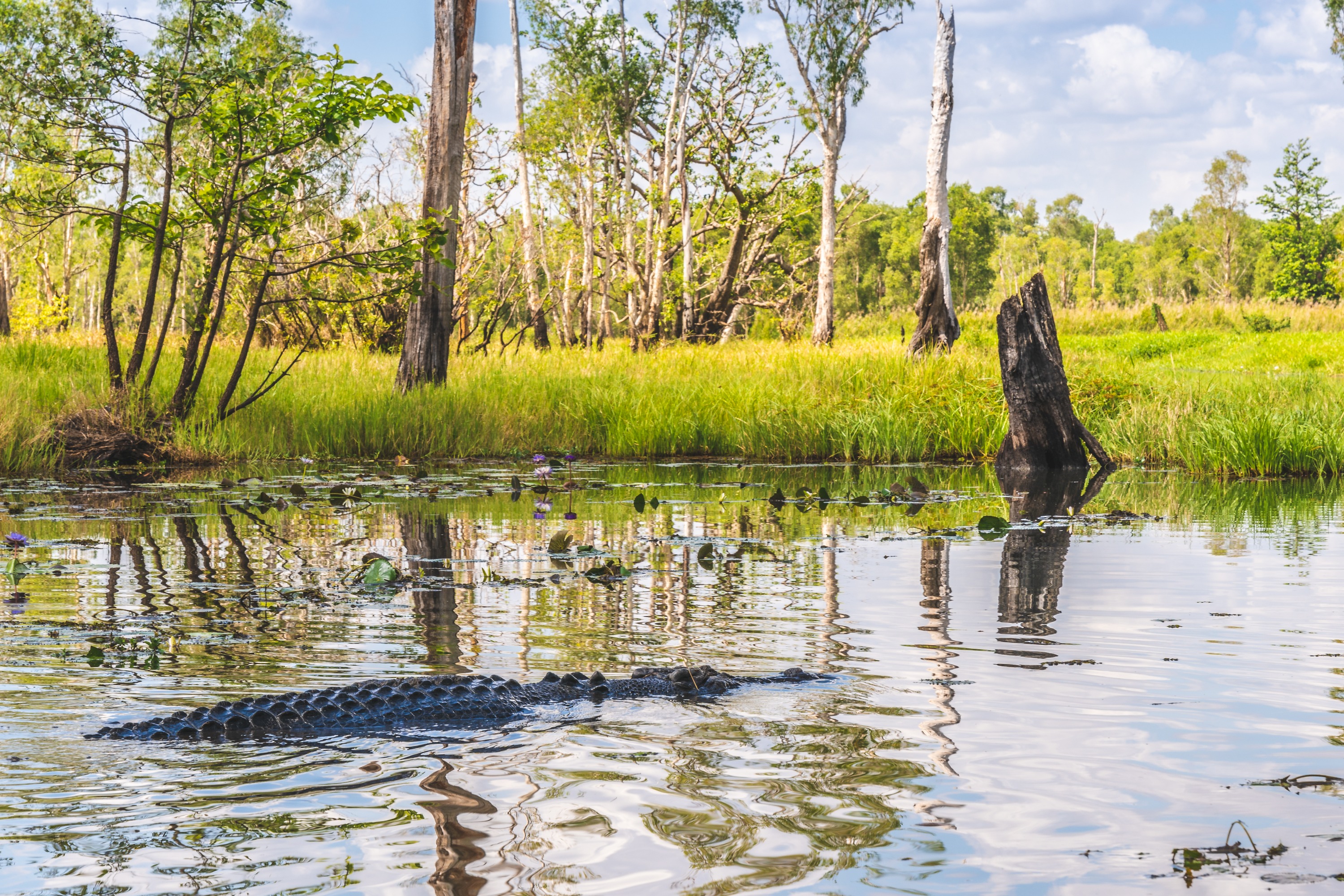 2D1N Ultimate Safari Experience with Luxury Glamping from Darwin