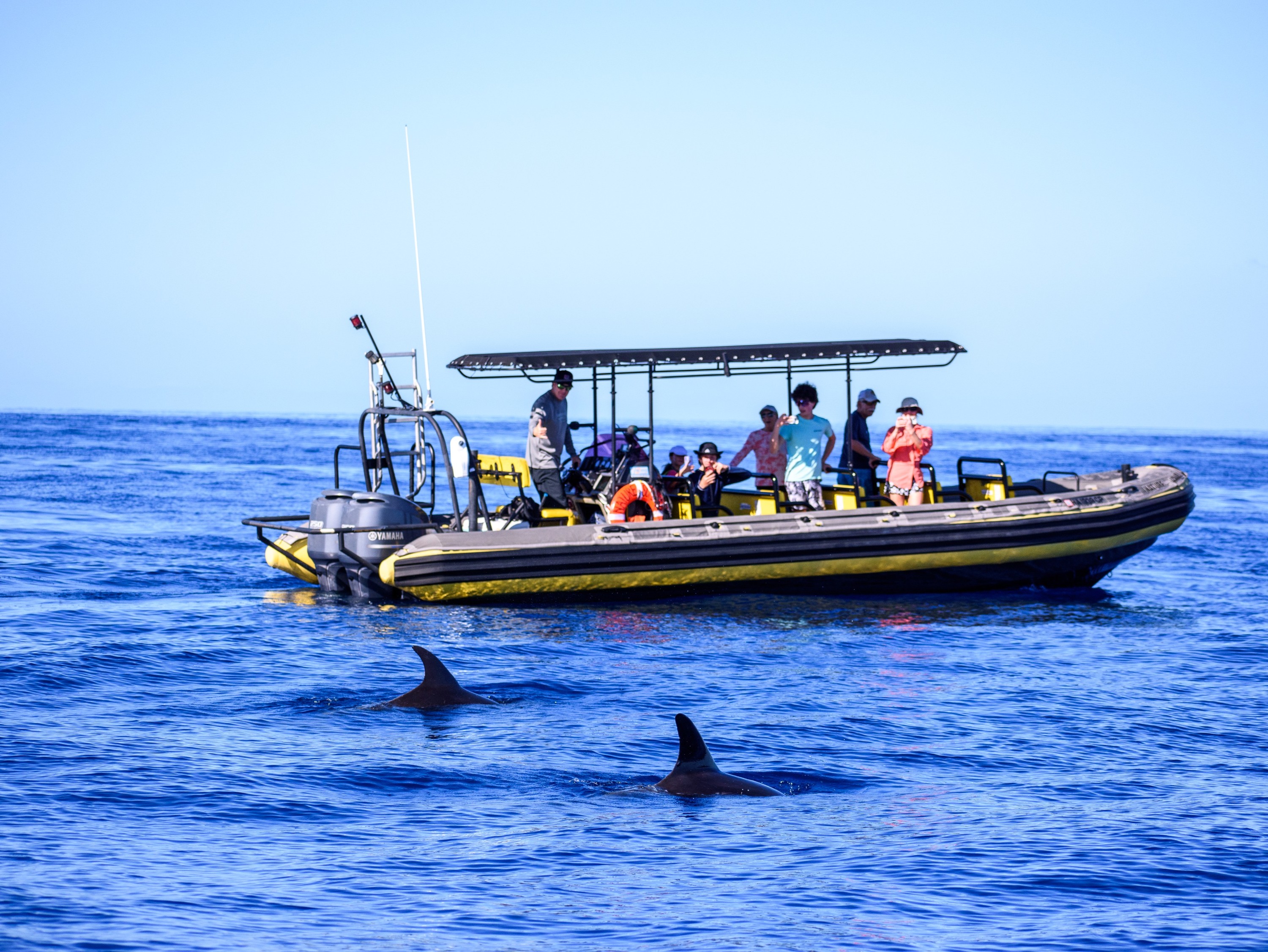 Captain Cook Monument Dolphin Watch in Kealakekua Bay