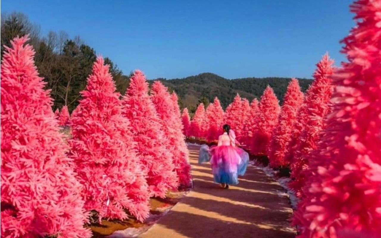 Full Day Sanjeong Lake+Art Valley+Morning Calm or Herb Island