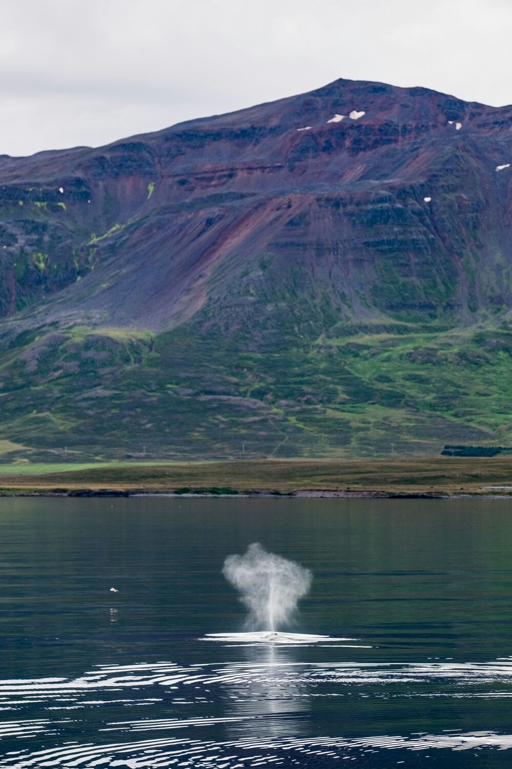 Akureyri: Private Whale Watching and Arctic Coastline Tour