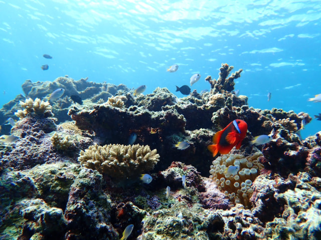 Ishigaki Island/1 day Kabira Bay SUP/Canoe & Blue Cave Snorkeling Experience (Okinawa)