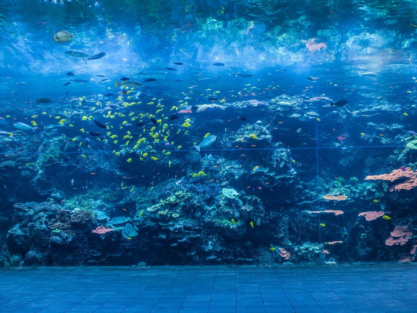 亞特蘭大佐治亞水族館門票