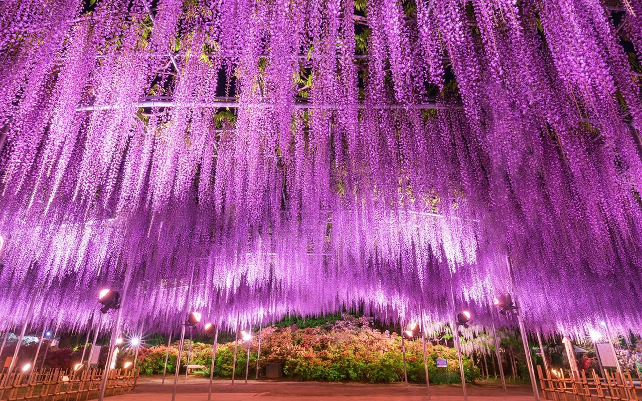 [Spring Limited] Ashikaga Flower Park Night Wisteria & Hitachi Seaside Park Baby Blue Eyes & Kamisukisa Torii Archway Day Trip | Departure from Tokyo