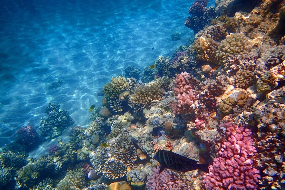 馬卡迪灣：馬加維什島和浮潛之旅（含自助午餐）