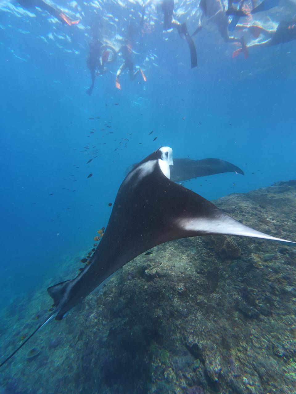 有機會與著名的鬼蝠魟不期而遇