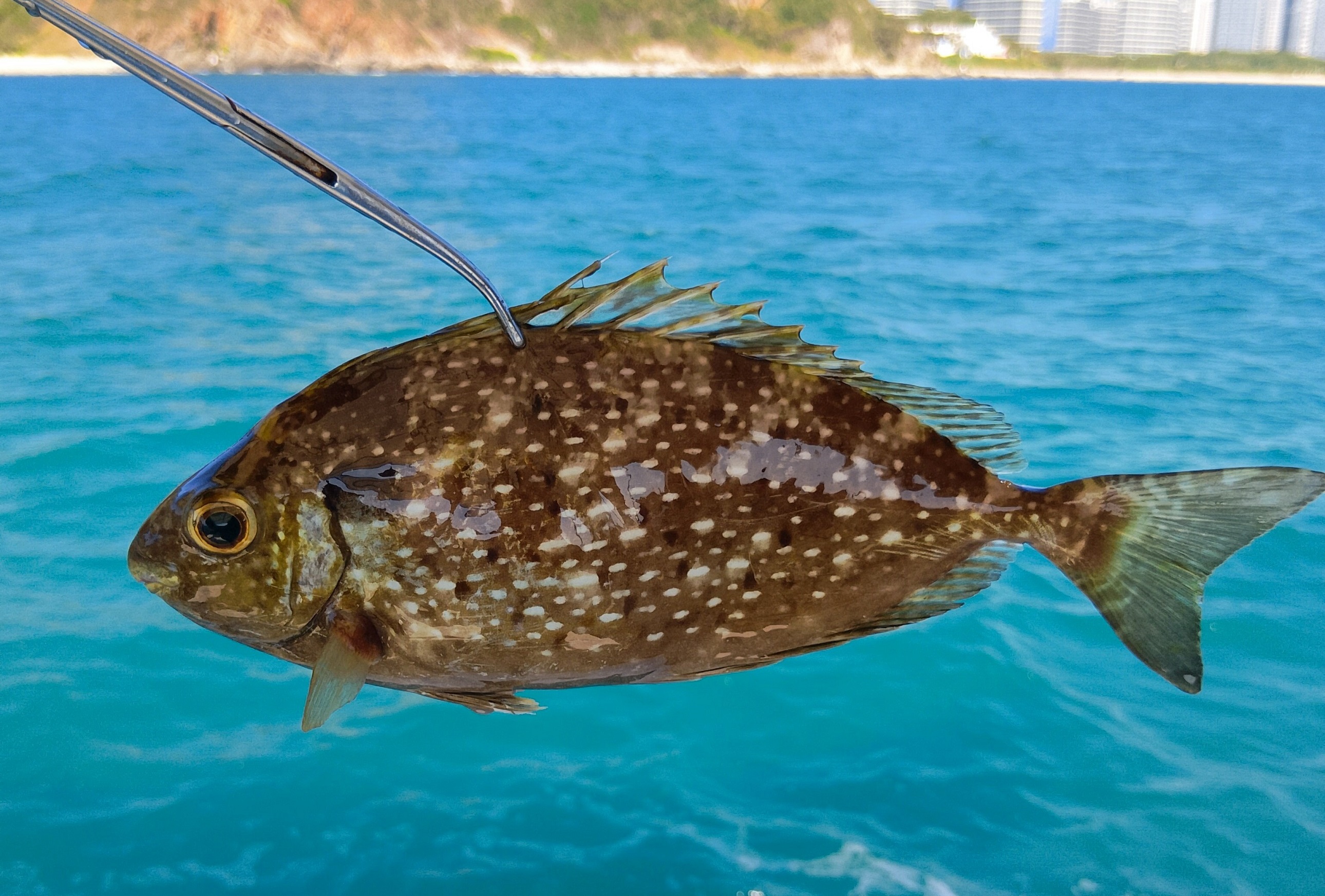 The background faintly reveals the contours of a shoal and buildings, the sea breeze wrapped in a salty and fresh atmosphere.