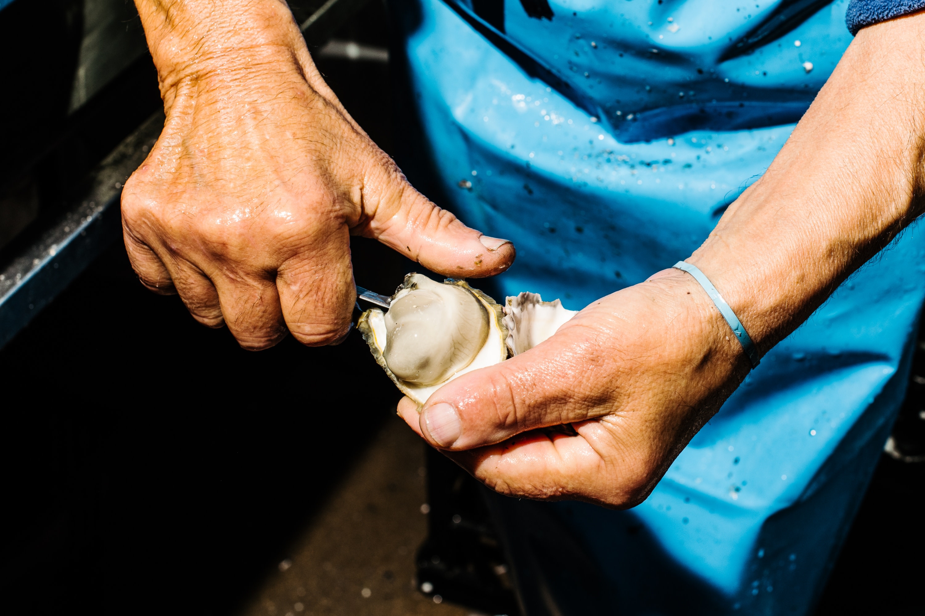 觀察靈巧的雙手剝開雙殼軟體動物，準備好牡蠣供即時品嚐