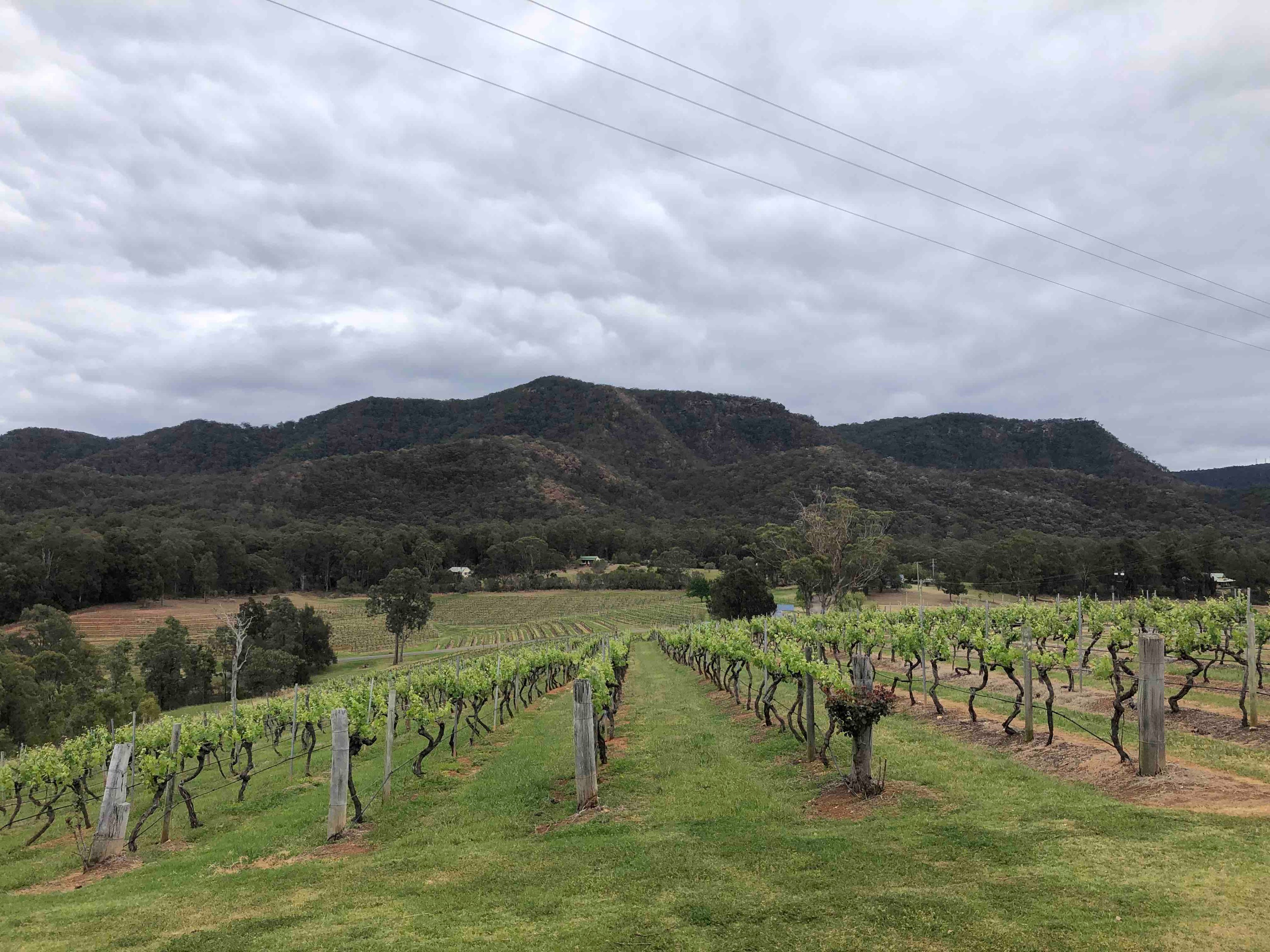 Hunter Valley Wine and Wildlife Tour