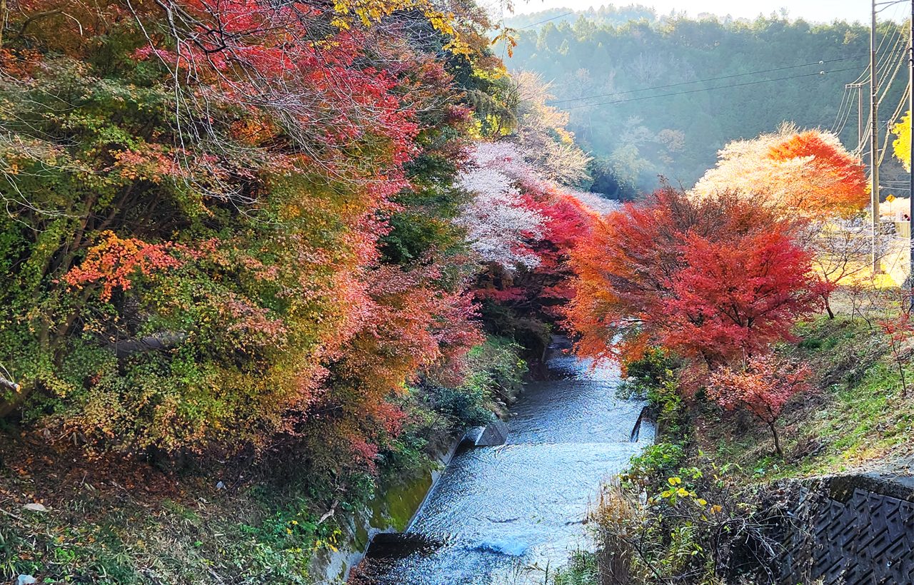 岐阜｜虎溪山永保寺＆香嵐溪“櫻花楓葉同框”一日遊｜名古屋出發