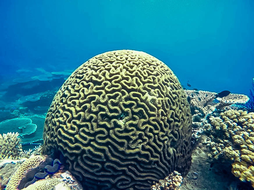 昆島4島跳島快艇之旅（含浮潛）